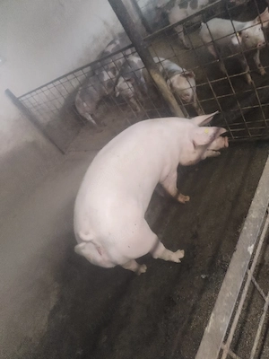 Se vinde o scroafa și purcei 