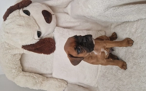 Pui Boxer cauta casa - imagine 3