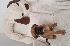 Pui Boxer cauta casa - imagine 5