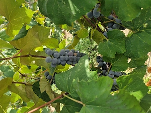 Struguri de vanzare