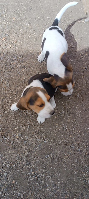 Beagle tricolor  - imagine 2