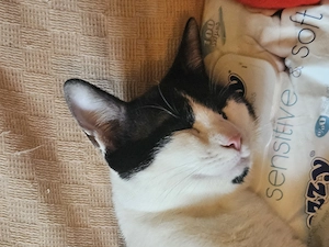 Pisică de cca un an, sterilizată, pentru adopție - imagine 2