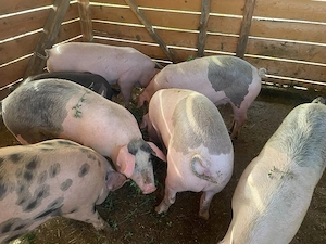 Porci De Vanzare