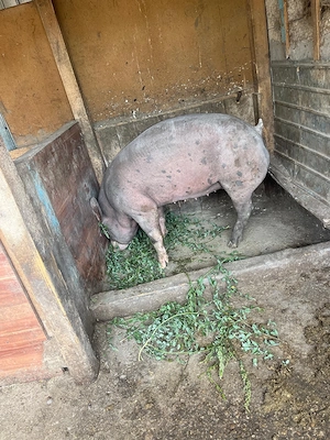 Porc pietrain