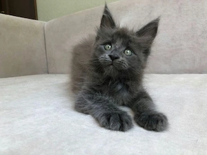 Maine Coon 