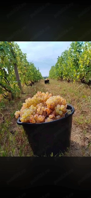 struguri de vin producator 2 