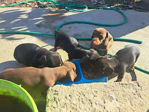 teckel negri si  maro  - imagine 4