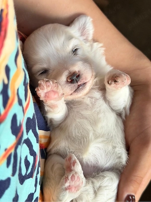 Cățeluși Bichon Maltez Pur