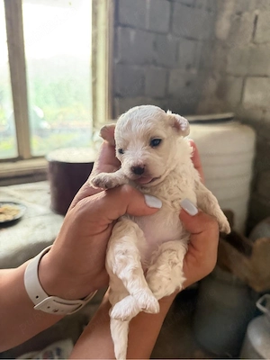Cățeluși Bichon Maltez Pur - imagine 4