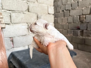 Cățeluși Bichon Maltez Pur - imagine 2