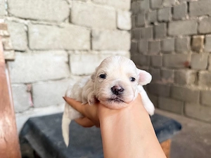 Cățeluși Bichon Maltez Pur - imagine 3