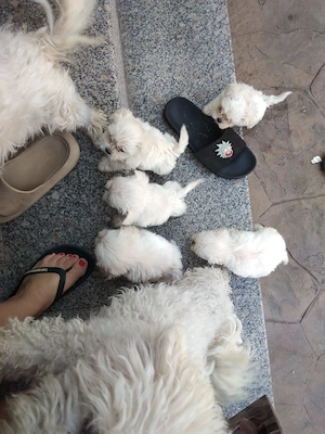 am puisori de bichon  - imagine 2