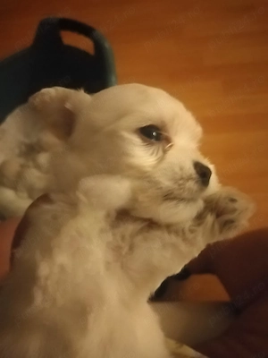am puisori de bichon 