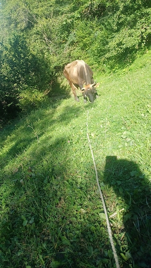Vaca de vanzare