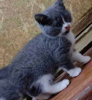 British shorthair color - imagine 2