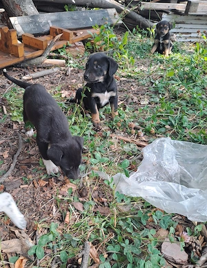 Adopție cățeluși  - imagine 4