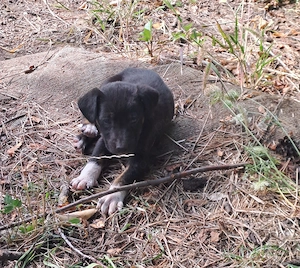 Adopție cățeluși  - imagine 3