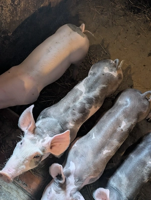Purcei de carne la 25 kg de 10 săptămâni 