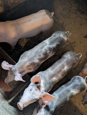 Purcei de carne la 25 kg de 10 săptămâni  - imagine 3