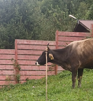Vaca de vanzare - imagine 2