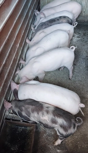 Grasuni de vanzare