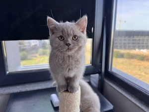 Pui pisica british shorthair lilac