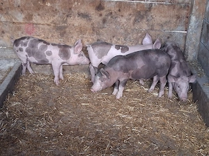 vând purcei de 11 săptămâni 20 -22 kg