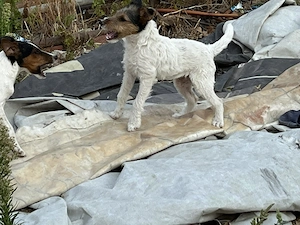 Vind căței Fox Terrier.  - imagine 3