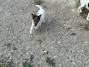 Vind căței Fox Terrier.  - imagine 2