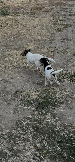 Vind căței Fox Terrier.  - imagine 5