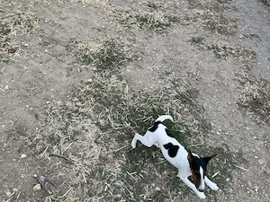 Vind căței Fox Terrier. 