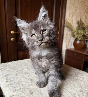 Maine coon puiuți