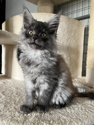 Maine coon puiuți - imagine 3