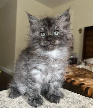 Maine coon puiuți - imagine 2