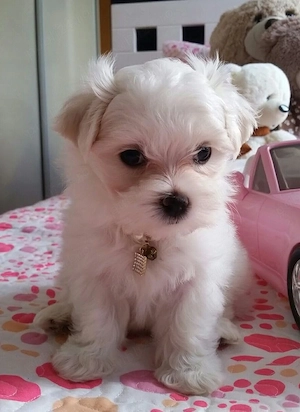 Bichon toy 