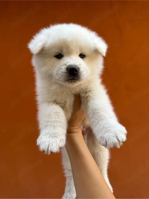 Pui Akita Inu  - imagine 3
