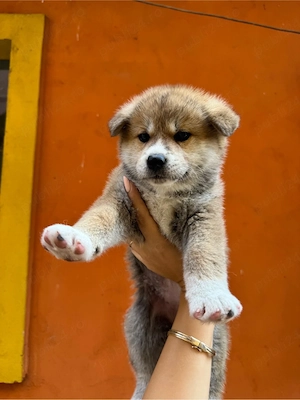 Pui Akita Inu 
