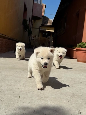 Pui Akita Inu  - imagine 4