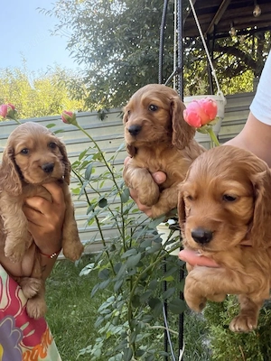 Cocker spaniel puiuți - imagine 3