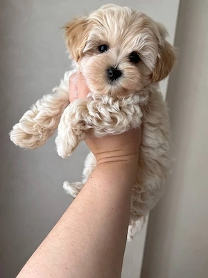 Maltipoo pui superbi - imagine 3
