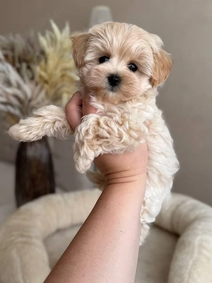 Maltipoo pui superbi - imagine 2