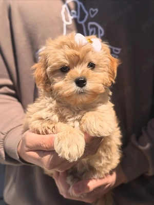 Maltipoo pui - imagine 4