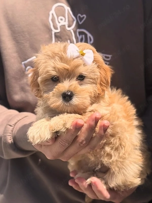 Maltipoo pui - imagine 2