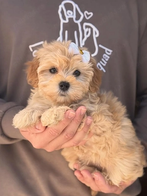 Maltipoo pui - imagine 3