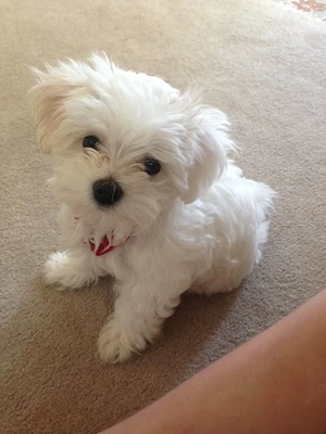Bichon toy puiuți - imagine 2