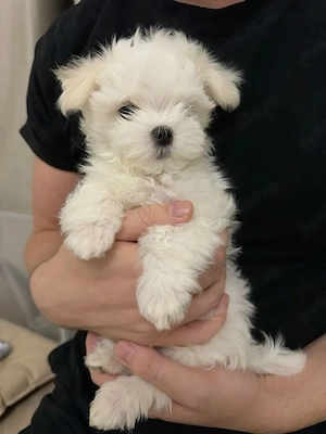 Bichon toy puiuți