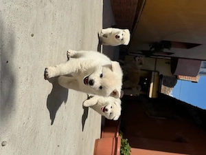 Pui Akita Inu - Albi si Roșcați - imagine 3