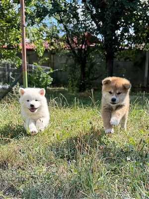 Pui Akita Inu - Albi si Roșcați