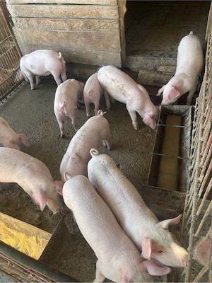 Vând Purcei  Landrace 