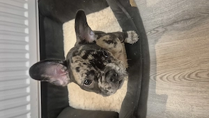 Pui bulldog francez Merle Constanța 